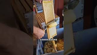 The process of extracting honey is quite interesting Honey beehive Extracting honey [upl. by Vorster]