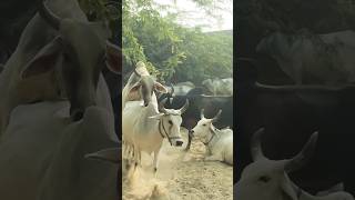 Enjoy Live cow ox meetup meeting meetup enjoy live shortsviral shorts short viralshorts [upl. by Vins]