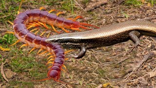 Ground Skink Catches Centipede  Ground Skink hunting Centipede  Rule In The Natural World [upl. by Naedan30]