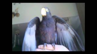 Introducing Chocobo a Greater Vasa Parrot [upl. by Annahtur]