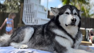 Watch As A Stubborn Malamute Battles Bath Time But Cant Resist Coming Back When Called husky [upl. by Anerak]