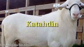 Raza Ovina Katahdin  Borregos 🐑 [upl. by Given]