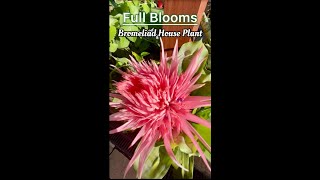 Bromeliad House Plant in Full Blooms [upl. by Nnylyt]