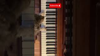 Puppy’s 1st Piano Lesson [upl. by Acul]