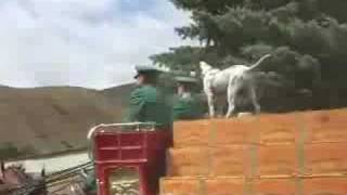 The Budweiser Clydesdales Party After Wagon Days 2008 [upl. by Iolenta]