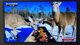 Deer Pantry makes MSNBC [upl. by Hahseram]