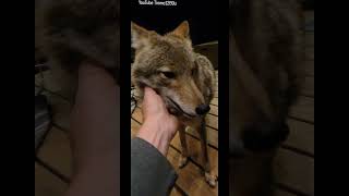 WRINKLED NOSE  DANGER🐺😡 coyote cute weavethecoyote duckholliday dog cat fox new nature [upl. by Gabriell]