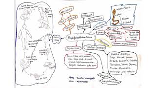 Diphyllobothrium Latum  Yusnita DamayantiK1A019070 [upl. by Mendes]