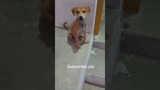 tamil dogcomedy pets dogvideos doglover [upl. by Billat912]