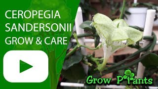 Ceropegia sandersonii  grow amp care Parachute plant [upl. by Dej341]