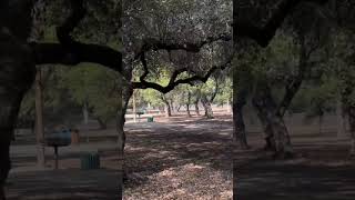 Zilker park Edwards plateau and backland prairie [upl. by Sammons]