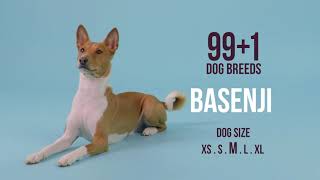 Basenji [upl. by Nytram88]