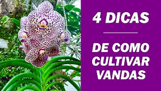 4 DICAS para suas Orquídeas Vandas florirem o ANO TODO [upl. by Eeliram]