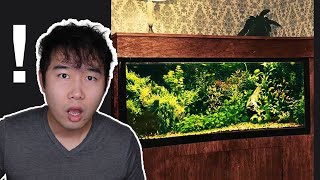 no water change no tech Fish Tank from 1970  Fish Tank Review 226 [upl. by Indyc349]