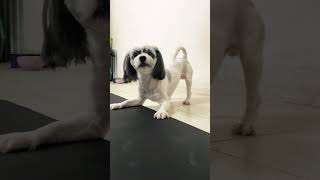 Shih Tzu Barking 😂 [upl. by Honeywell]