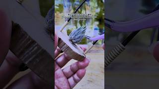 空氣鳳梨  歐洲榛果 特殊 Tillandsia ionantha Hazelnut Europe Air Plants in Taiwan [upl. by Vivyanne]