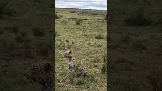 Welcome Africa safari wildlife animals leopard Kenya 🇰🇪 [upl. by Siramad528]