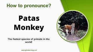 How to Pronounce Patas Monkey in American English Correctly [upl. by Hammel]