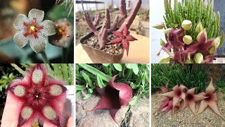 13 ESPÉCIES DE STAPELIA PARA IDENTIFICAÇÃO NOVAS ESPÉCIES ATUALIZADAS [upl. by Sukramed491]