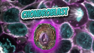 Chondroblast Everything Human Cells 💬👁️🕺🔎✅ [upl. by Breh712]