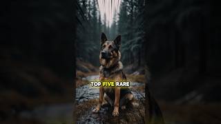 TOP 5 RARE DOG BREEDS [upl. by Sotnas]