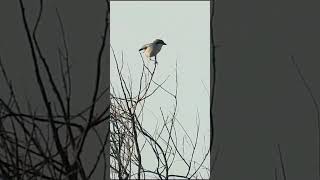 Iberian Grey Shrike birdenthusiast nature wildlife birdwatching [upl. by Notnirb]