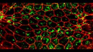 Pulsed actomyosin contraction drives apical constriction [upl. by Asusej]