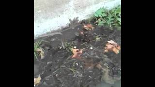 Rusted galvanized pipe leak in yard [upl. by Etnahsal642]