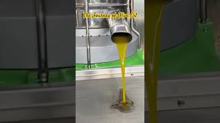 The Journey of Olive Oil olive oliveoil [upl. by Arymahs380]