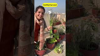 December ka Harvest from Terrace Garden  Itni badi Knol Knol  Karonda aur kya kya shorts [upl. by Hough]