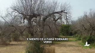 OlivaMi  Xylella in Salento [upl. by Anerys]