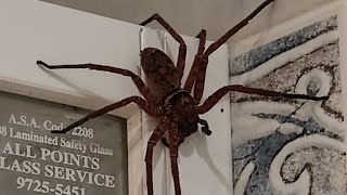 Австралийски паяк гигант в Сидни Giant Huntsman spider from Australia [upl. by Normie]