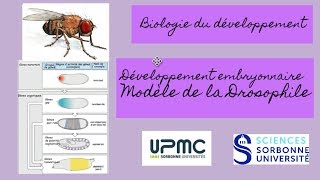 ⎜Cours 1 Biologie du développement⎜Développement embryonnaire  Drosophile [upl. by Talia]