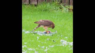 A Sparrowhawk having a breakfast this morning [upl. by Kassaraba]