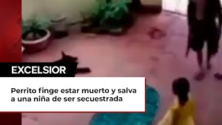 Perrito finge estar muerto y salva a una niña de ser secuestrada [upl. by Birecree]