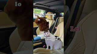 in viaggio 😻😻😻😻🙀🙀🙀😹😹😹catmeme catlover gattitaliani gattini gattoni amoremio amore ioete [upl. by Derman58]