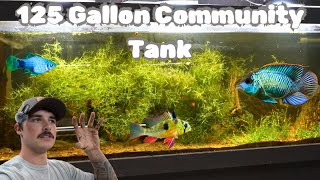 Community Fish Tank for New Fish [upl. by Joab281]