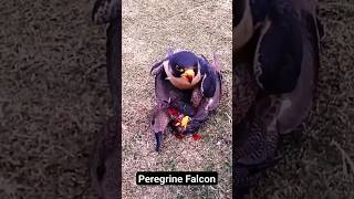 Peregrine Falcon😱 worlds fastest birdworldsfastestbird Eagle bird [upl. by Avot]