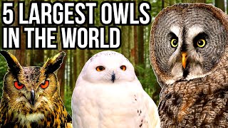 5 Of The Largest Owl Species In The World [upl. by Ettevad]