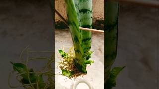 Snake Plant Propagation  baby snake Plant Propagation shortvideo plants gardening ytshorts [upl. by Ruthanne]