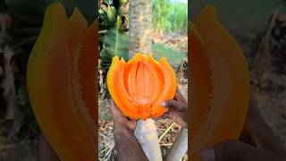 PAPAYA FRUIT  AMAZING FRUITS CUTTING SKILLS P8 shorts [upl. by Ellenrad]