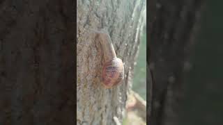 Taille dun mûrier platane en tête de chat 🌳 [upl. by Wyndham586]