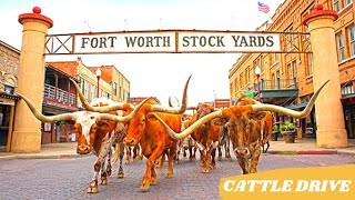 Fort Worth Cattle Drive  Fort Worth Stockyards [upl. by Ilrebmik516]