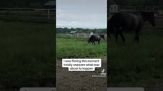 Terrifying 😳foal horse equestrian scary accident closecall lucky [upl. by Anirehtak342]