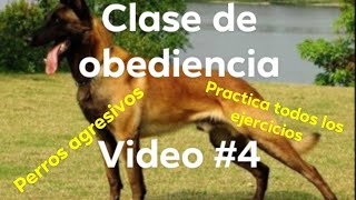 como entrenar a tu pastor belga video 4 [upl. by Gans847]