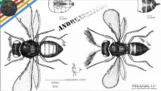 Malattie agrumi  Minatrice serpentina Phyllocnistis citrella Marco Beconcini trattamento agrumi [upl. by Skylar]