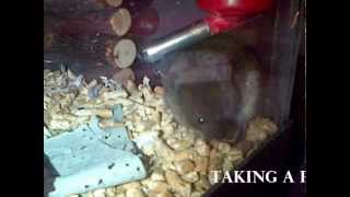 Pet Mice amp Voles [upl. by Egief]