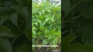 How to prune Helleborus argutifolius [upl. by Eivi]