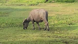 Buffalo grazing grass in water 💦🐃 [upl. by Issej]