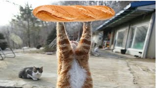 baguette cat [upl. by Nonnaer]